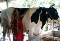 রাজাবাবুর ওজন ৫২ মণ! বিক্রি করবেন… রাজাবাবুর ওজন ৫২ মণ! বিক্রি করবেন…