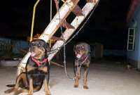 নারায়ণগঞ্জে রিকশাচালককে বর্বর নির্যাতন : সেই কুকুরগুলো জব্দ