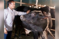 ঈদের দিনও এক টুকরো মাংস না পাওয়া দু’ভাই এবার সবচেয়ে বড় গরুটি কোরবানি দিচ্ছে