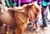 পাঁঠার দাম ৩ লাখ টাকা!