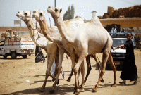 কী পরিমাণ সম্পদ থাকলে কুরবানি দিতেই হবে?