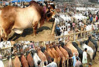 যেসব পশু দিয়ে কোরবানী করতে হবে