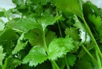  নিয়মিত ধনে পাতা খান, জানেন কী হবে?