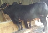 কালো রঙের দেশি ষাঁড়টির ওজন ৩৮ মণ, দাম ১৫ লাখ