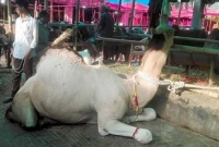 গাবতলী হাটে উটটি দেখতে হুমড়ি খেয়ে পড়ছে দর্শনার্থীরা, দাম চাইছে কত জানেন?