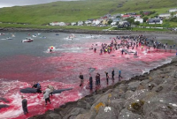 পর্যটকরা অবাক, হঠাৎ রক্তে লাল হয়ে উঠল সমুদ্র!