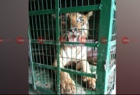 চোখে পড়েছে ছানি, সুন্দরবনে হাসপাতালে হেঁটে এলেন বাঘ!