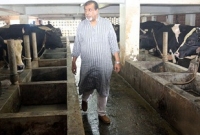 একদিনে ২০০ গরু বিক্রি করলেন এমপি সেলিম ওসমান!
