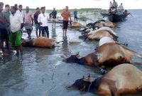 নারায়ণগঞ্জে ভেসে উঠলো ২১টি গরু!