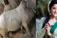 অসচ্ছল সহশিল্পীদের জন্য এফডিসিতে পরীমণির ৩টি গরু 