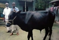 গত ৯ বছর ধরে শেখ হাসিনার নামে কোরবানি দিচ্ছেন জাবেদ আলী