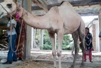 কোরবানীর উট দেখতে নায়িকা সিমলার বাড়ীতে জনতার ভিড়