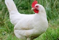 ভেনেজুয়েলায় এক মুরগীর দাম এক কোটি ৪৬ লাখ!