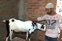 এই ছাগলের নাম 'সালমান'; দাম ৫ লাখ!
