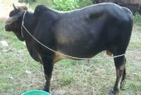 গৃহিনীর গয়না গিলে ফেলেছে গরু, করছে না মলত্যাগও