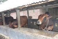 কাপাসিয়ায় কৃষকের গরু চুরির হিড়িক : এক গ্রামের ৮ গরু 