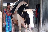  ‘রাজাবাবু’ কুরবানি হলো ঈদের দ্বিতীয় দিন 