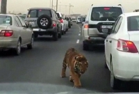 কুয়েতের রাস্তায় প্রকাশ্যে ঘুরছে বিশাল একটি সিংহ!