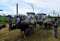 ফেরত আনা হলো মিয়ানমারে পালিয়ে যাওয়া ৯টি বাংলাদেশি মহিষ