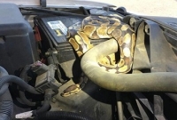 চলন্ত গাড়িতে বিশাল সাপ! ইঞ্জিন কভার খুলেই হতভম্ব নারী চালক