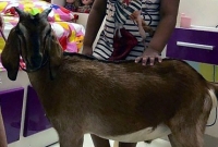 বারান্দা থেকে দুই মেয়ের চিৎকার 'বাবা প্লিজ বাবা প্লিজ'