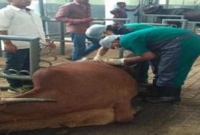 গরুর পেট থেকে কী উদ্ধার হলো? দেখে হতবাক চিকিৎসকরা! 