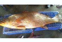 মাছটির দাম উঠল ৮ লক্ষ!