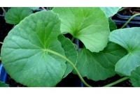 করোনাভাইরাস, থানকুনি পাতা নিয়ে গুজবে ঘুম হারাম এলাকাবাসীর!