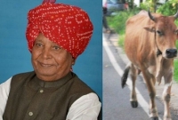 গরুর গুঁতোয় আহত বিজেপির এমপি আইসিইউতে!