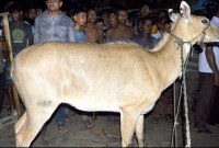 ঠাকুরগাঁওয়ে গর্ভবতী নীলগাই উদ্ধার, আহত ২