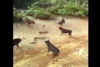  গোখরা সাপের সঙ্গে ৬ কুকুরের তুমুল লড়াই, এরপর? 