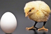  ডিম আগে না মুরগি আগে? গবেষকরা উত্তরটা খুঁজে পেয়েছেন!