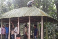 ২০০ বছরের পুরনো মন্দির সংস্কারে ছাত্রলীগের নেতাকর্মীরা