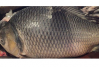 ২২ কেজি ওজনের বিশাল আকৃতির কাতলা মাছটির দামও উঠল বেশ!