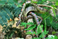 মৌলভীবাজারে বাস্তবে দেখা মিলল নাগ-নাগিনীর