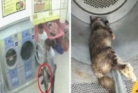 ওয়াশিং মেশিনে ঢুকিয়ে বিড়াল মেরে কারাগারে দুই যুবক!