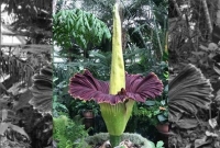 ফুটে উঠল ‘মৃত্যুর ফুল’, ১৫ বছরে এক বার বিরল দৃশ্য!