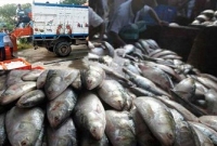 মাটিতে পুঁতে ফেলা হল ১২ টন ইলিশ!