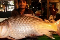 এই বিশালাকৃতির কাতলা মাছটার দাম কত, জানেন?