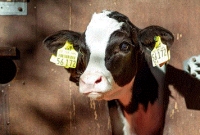 গরুর সৌন্দর্য প্রতিযোগিতা!