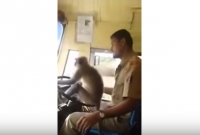 যাত্রী বোঝাই বাস চালালো বানর! অতঃপর... 