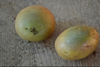 বিশ্বের সবচেয়ে বিপজ্জনক ৮ খাবার!