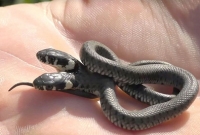 বিরল প্রজাতির দু'মুখো সাপ, ভাইরাল ভিডিও