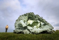 শুনতে অবাক লাগলেও এটাই সত্যি. বাঁধাকপির ওজন ৩০ কেজি!