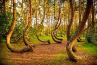 কেন এই জঙ্গলে সব গাছেদের চেহারা এমন অদ্ভুত! পৃথিবীব্যাপী মানুষ বিস্মিত