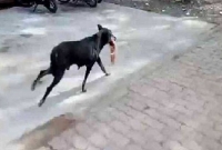  খোদ অপারেশন থিয়েটার থেকে কাটা পা নিয়ে পালালো কুকুর!