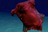 আন্টার্কটিক মহাসাগরে ঘুরে বেড়াচ্ছে চামড়া ছাড়ানো 'মুণ্ডহীন' মুরগি!