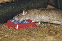 একটি ইঁদুর এক চাষীর ঘরে গর্ত করে লুকিয়ে থাকতো, একদিন ইঁদুরটি দেখলো চাষী আর তার স্ত্রী…