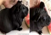 সস্তায় ইঁদুরকে 'কুকুর' বলে কিনে বিপাকে যুবক!