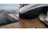  সমুদ্রপাড়ে এসে পড়ল ৪৫ হাজার কেজির এ কোন ‘দানব’! তদন্তকারীদের মনে একটিই প্রশ্ন ঘুরপাক খাচ্ছে